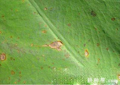 芋头细菌性斑点病如何防治？