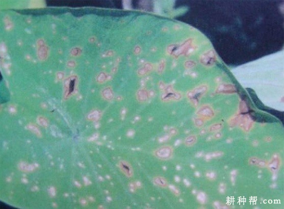 芋头细菌性斑点病如何防治？