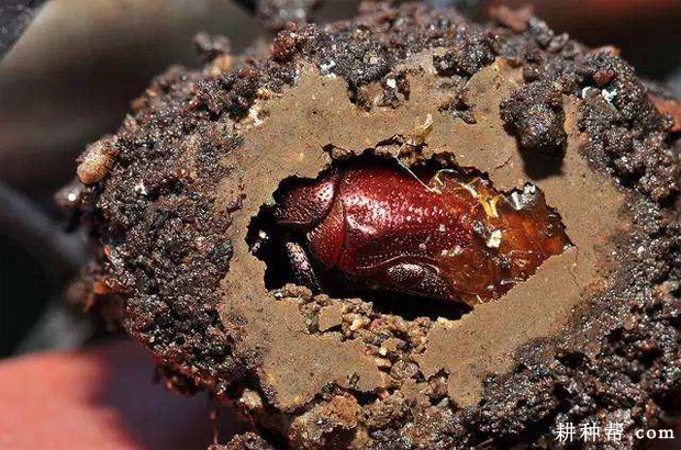 山药如何防治蛴螬？