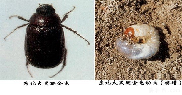 山药如何防治蛴螬？