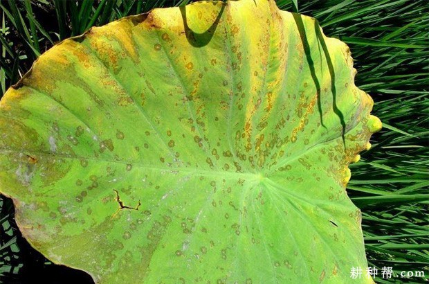 芋头污斑病如何防治？