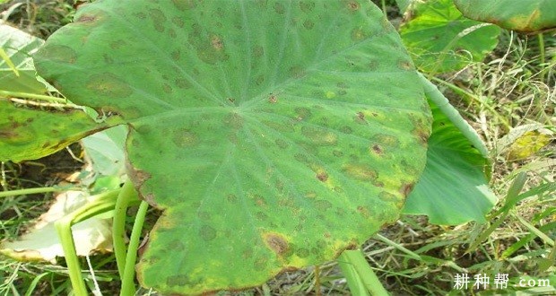 芋头污斑病如何防治？