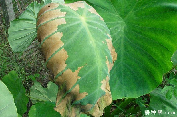 芋头叶疫病如何防治？