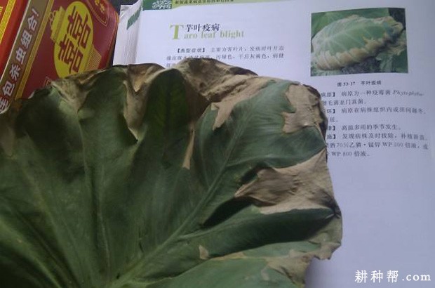 芋头叶疫病如何防治？