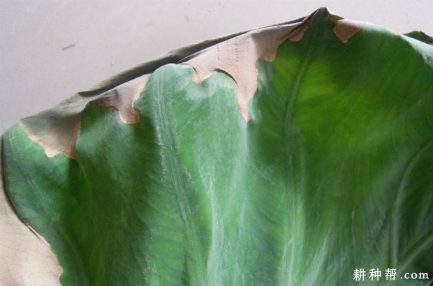 芋头叶疫病如何防治？