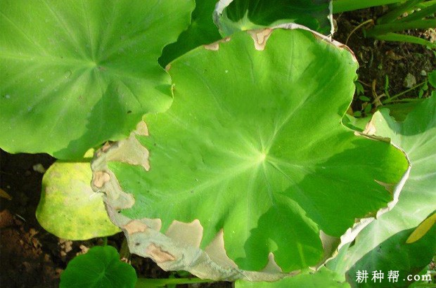芋头叶疫病如何防治？