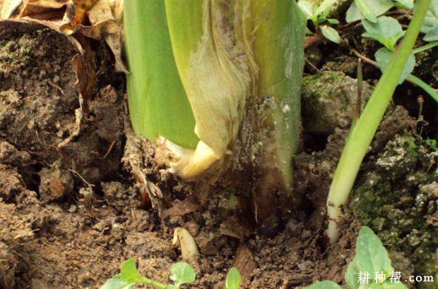 芋头软腐病如何防治？
