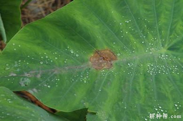 芋头黑斑病如何防治？