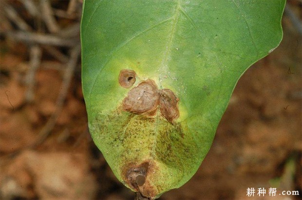 芋头轮斑病如何防治？
