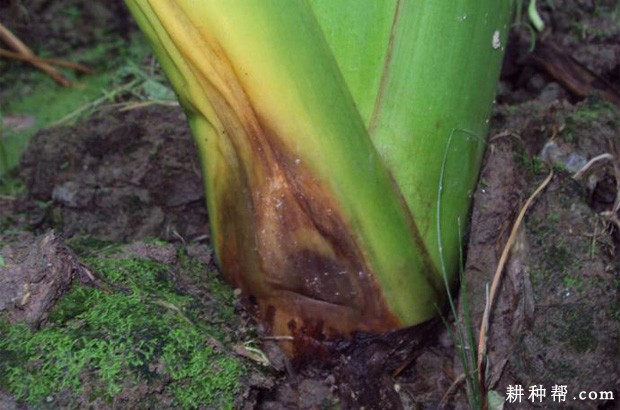 芋疫病如何防治？