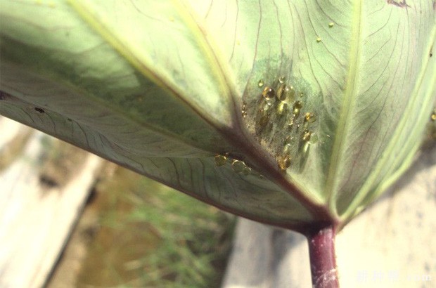 芋疫病如何防治？