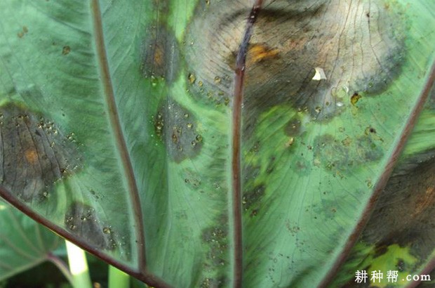 芋疫病如何防治？