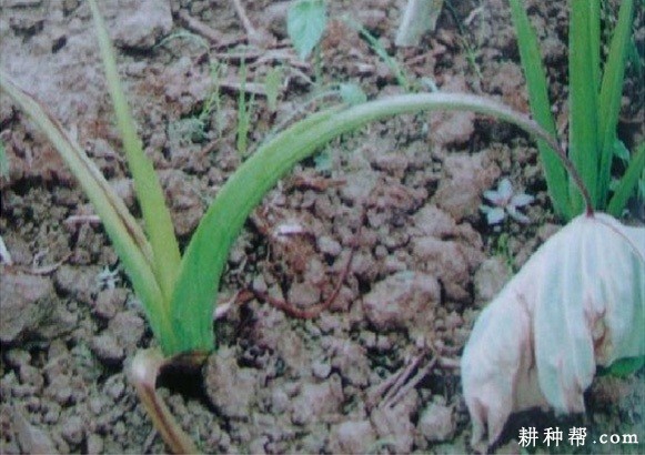 芋头枯萎病如何防治？