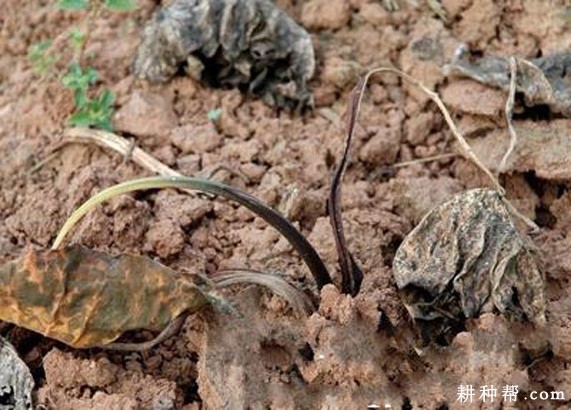 芋头枯萎病如何防治？