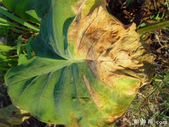 芋头枯萎病如何防治？