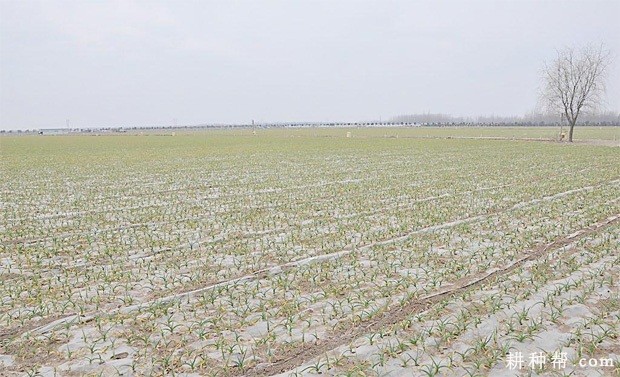 种植大蒜如何管理？