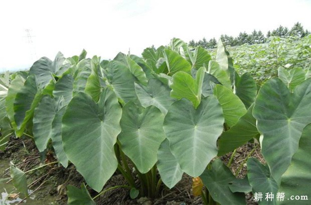 鄂芋1号芋头品种好不好？