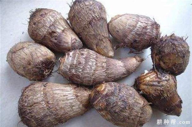 鄂芋1号芋头品种好不好？