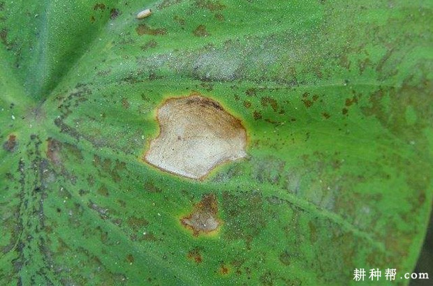 芋头炭疽病如何防治？