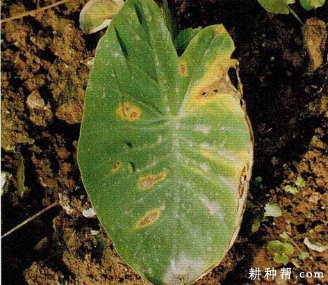 芋头炭疽病如何防治？