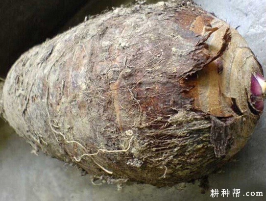 龙芋1号芋头品种好不好？