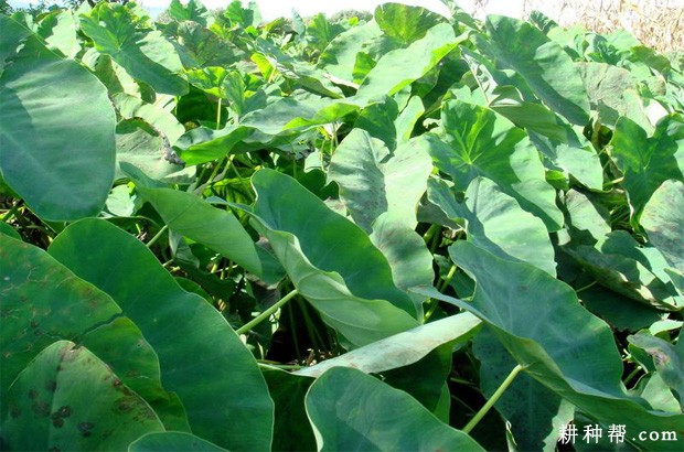 川魁芋1号芋头品种好不好？