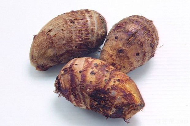 川魁芋1号芋头品种好不好？