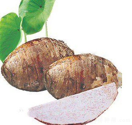 桂芋2号芋头品种好不好？