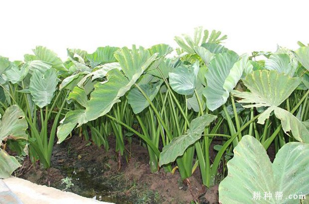 桂芋2号芋头品种好不好？