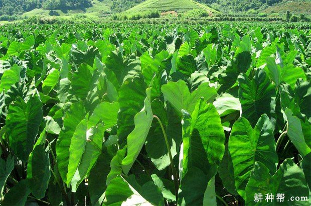 桂子芋1号芋头品种好不好？