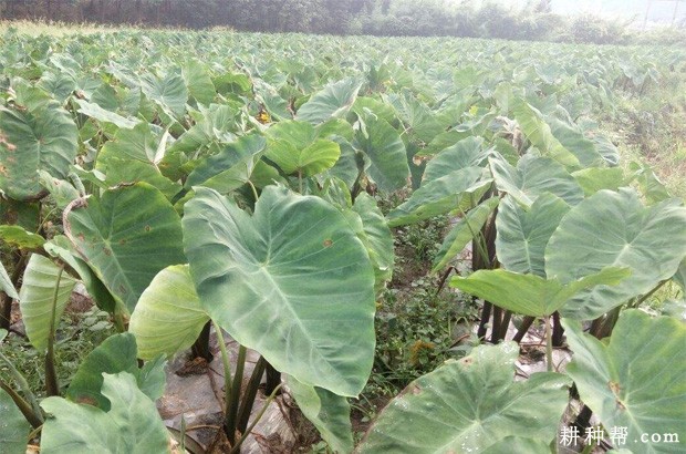 桂子芋1号芋头品种好不好？