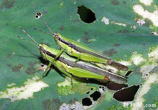 芋蝗如何防治？