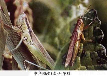 芋蝗如何防治？