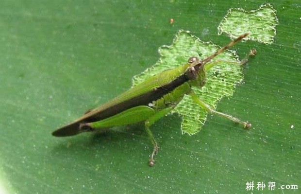 芋蝗如何防治？