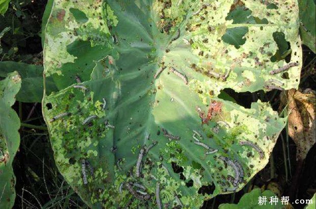 芋头如何防治斜纹夜蛾？