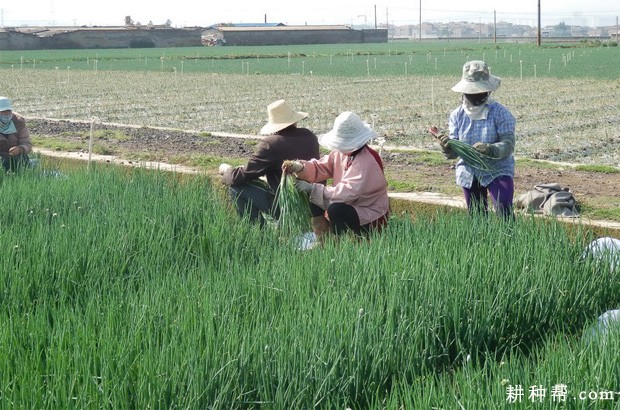 香葱怎么采收? 香葱怎么采收?