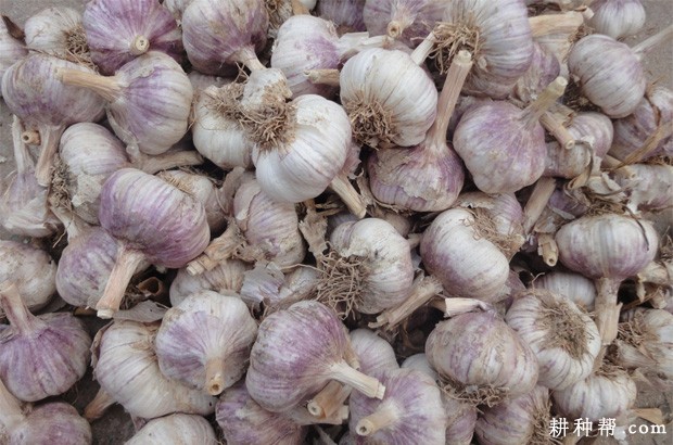 大蒜二次生长的主要原因是什么？