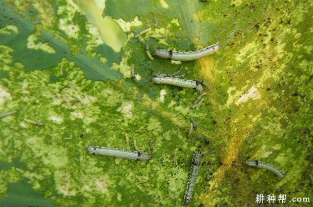 芋头如何防治斜纹夜蛾？