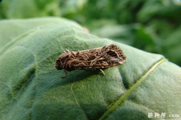 芋头如何防治斜纹夜蛾？