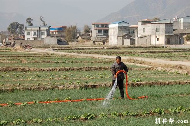 种植香葱怎么样施肥浇水？