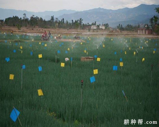 种植香葱怎么样施肥浇水？