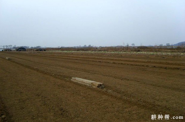 香葱定植移栽前如何平整土地？