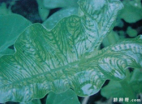 芋头病毒病如何防治？