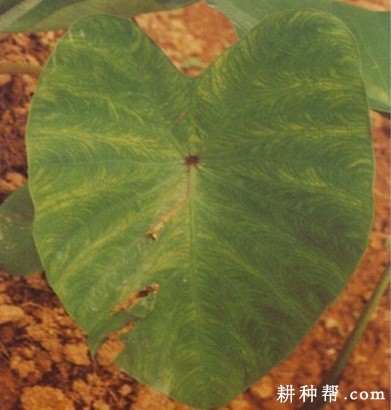 芋头病毒病如何防治？