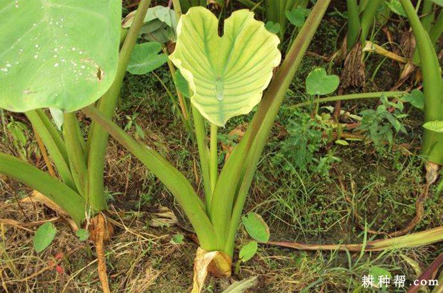 芋头病毒病如何防治？