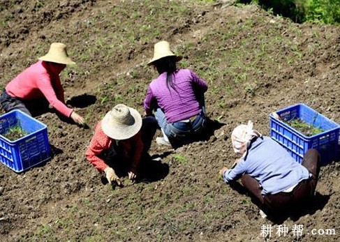 香葱苗怎么样移栽？