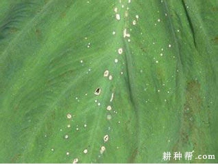 芋头灰斑病如何防治？