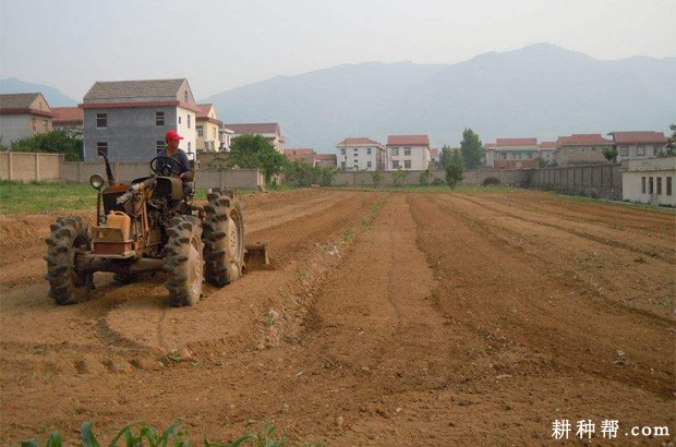 大蒜和蒜薹该怎么种植？