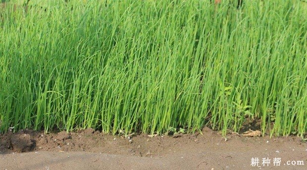 香葱的种植方式有几种？