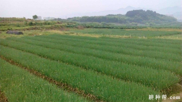 香葱什么时候种植好? 香葱什么时候种植好?